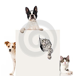 Two dogs and two cats