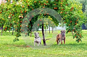 Two dogs under a tree on the grass