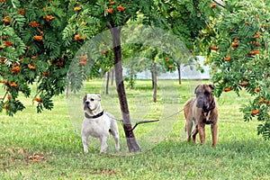Two dogs under a tree on the grass