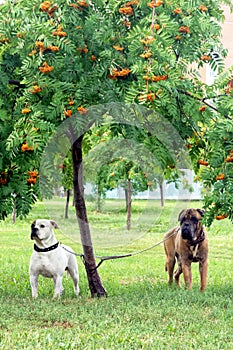 Two dogs under a tree on the grass