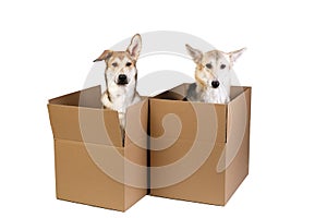 Two dogs in a very big moving box. isolated on white
