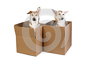Two dogs in a very big moving box. isolated on white