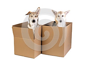 Two dogs in a very big moving box. isolated on white