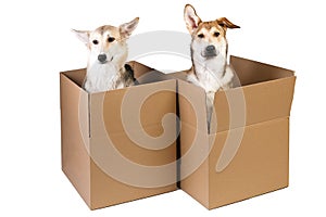 Two dogs in a very big moving box. isolated on white