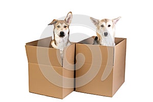 Two dogs in a very big moving box. isolated on white