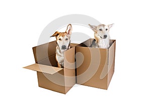 Two dogs in a very big moving box. isolated on white