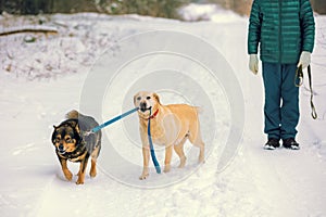 Two dogs walk outdoors in winter