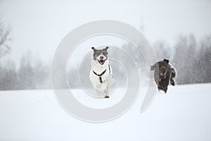 Two dogs at walk running and playing at snow in winter