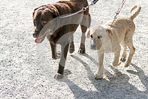 Two Dogs Walk Together on Leashes