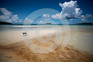 two dogs walking along the beach on a sunny day on clear, blue water