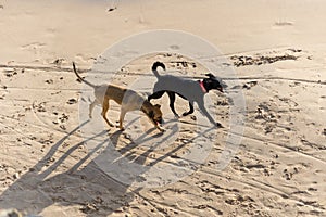 Two Dogs walking on the sands of Ondina beach