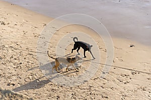Two Dogs walking on the sands of Ondina beach photo
