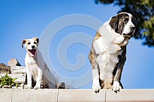 Two dogs watching over a construction fence