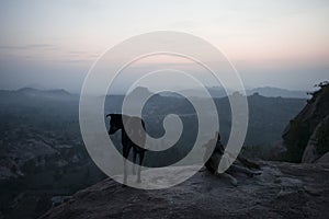 Two dogs watching the sunrise. Hampi, India photo