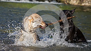Two dogs in the water contending a branch