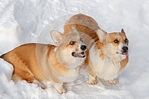 Two dogs Welsh Corgi cardigan plays in winter on snow for a walk