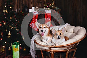 Two dogs welsh corgi pembroke in a chair. Happy holiday New Year and Christmas