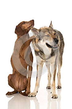 Two dogs on white background