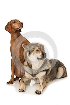 Two dogs on white background