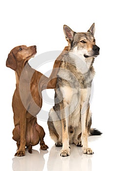 Two dogs on white background