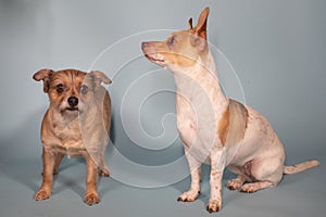 Two dogs wired haired terrier and red and white chihuahua weenie dog