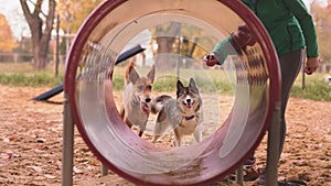 Two dogs and woman dog trainer in front of the agility tunel