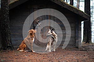 Two dogs at a wooden house in the forest photo