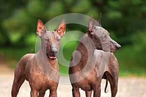 Two dogs of Xoloitzcuintli breed, mexican hairless dogs standing outdoors on summer day