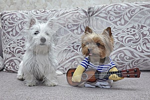 Two Dogs Yorkshire terrier and puppy west highland white terrier which plays guitar. ukulele