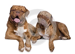 Two Dogue de Bordeaux dogs photo