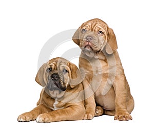Two Dogue de Bordeaux puppies (2 months)