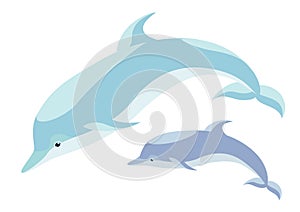 Two dolphins