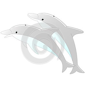 Two dolphins