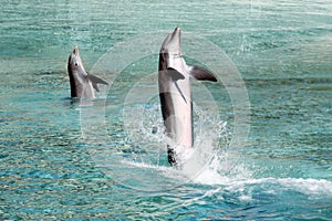 Two dolphins