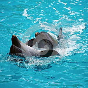 Two dolphins close up. Adler.