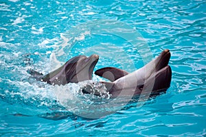 Two dolphins close up. Adler.