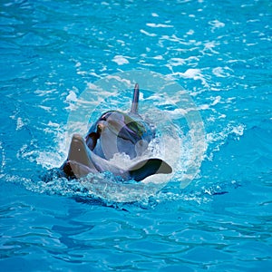Two dolphins close up. Adler.