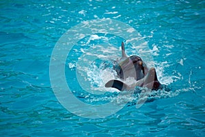 Two dolphins close up. Adler.