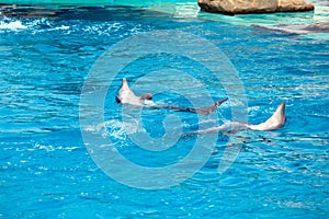 Two dolphins frolic in the blue clear water