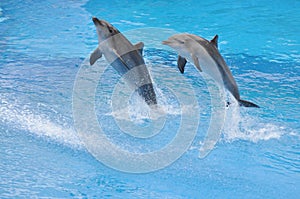 Two dolphins jump out of water