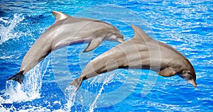 Two dolphins jumping.