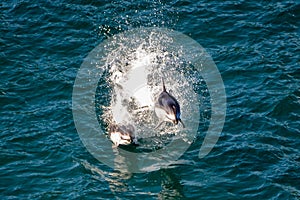 Two Dolphins Jumping Out of the Water