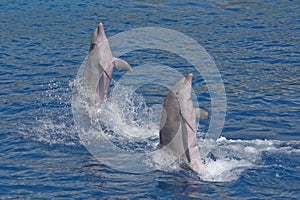 Two dolphins jumping out of water