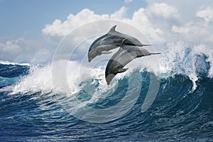 Two dolphins jumping over wave