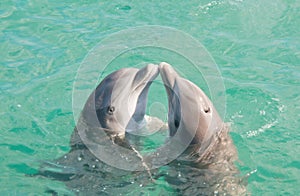 Two Dolphins Kissing