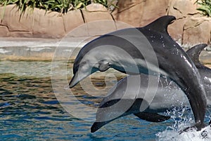 Two dolphins leaping out