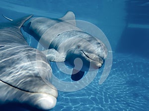 Two dolphins looking at the camera.