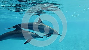 Two dolphins, mother and juvenile dolphin slowly swims in a circle under surface in blue water in the morning sun rays.