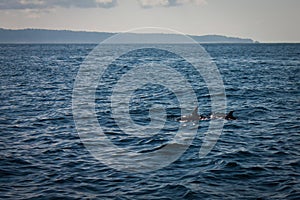 Two dolphins in Pacific ocean near Costarica photo