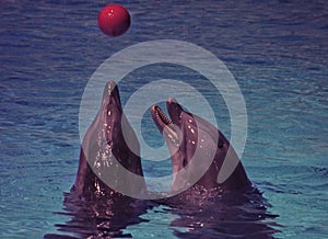 Two dolphins play with red ball